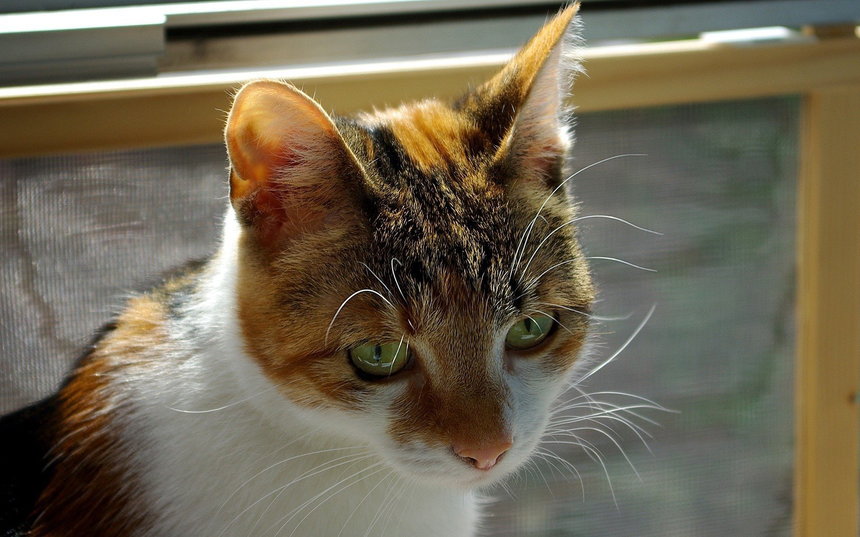 colore maculato gatto occhi verdi animali sguardo gatto occhi