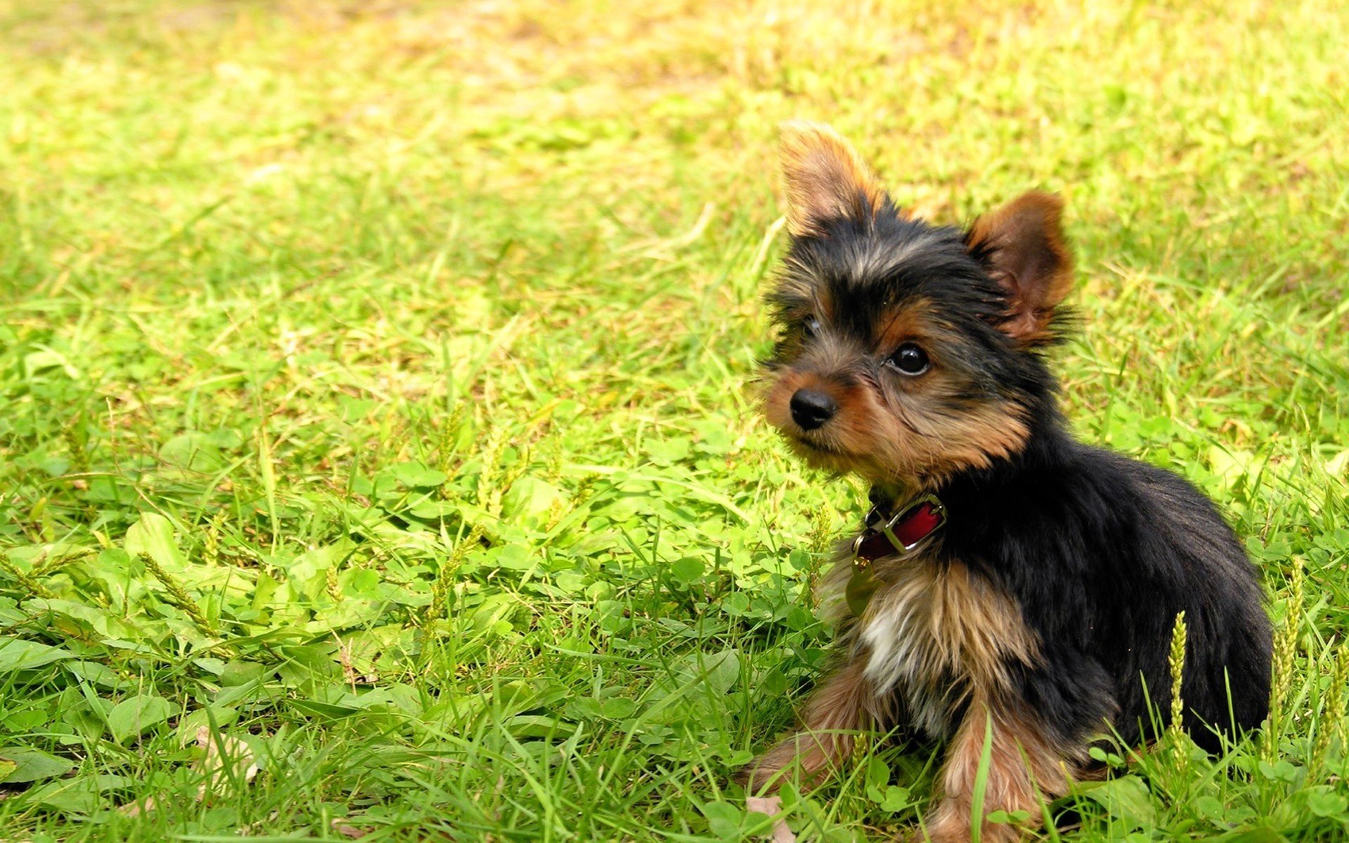 kleiner hund süßes gesicht gras hunde blick welpen