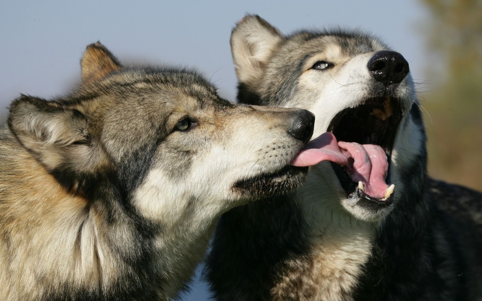 lobos hocico pelo gris juego