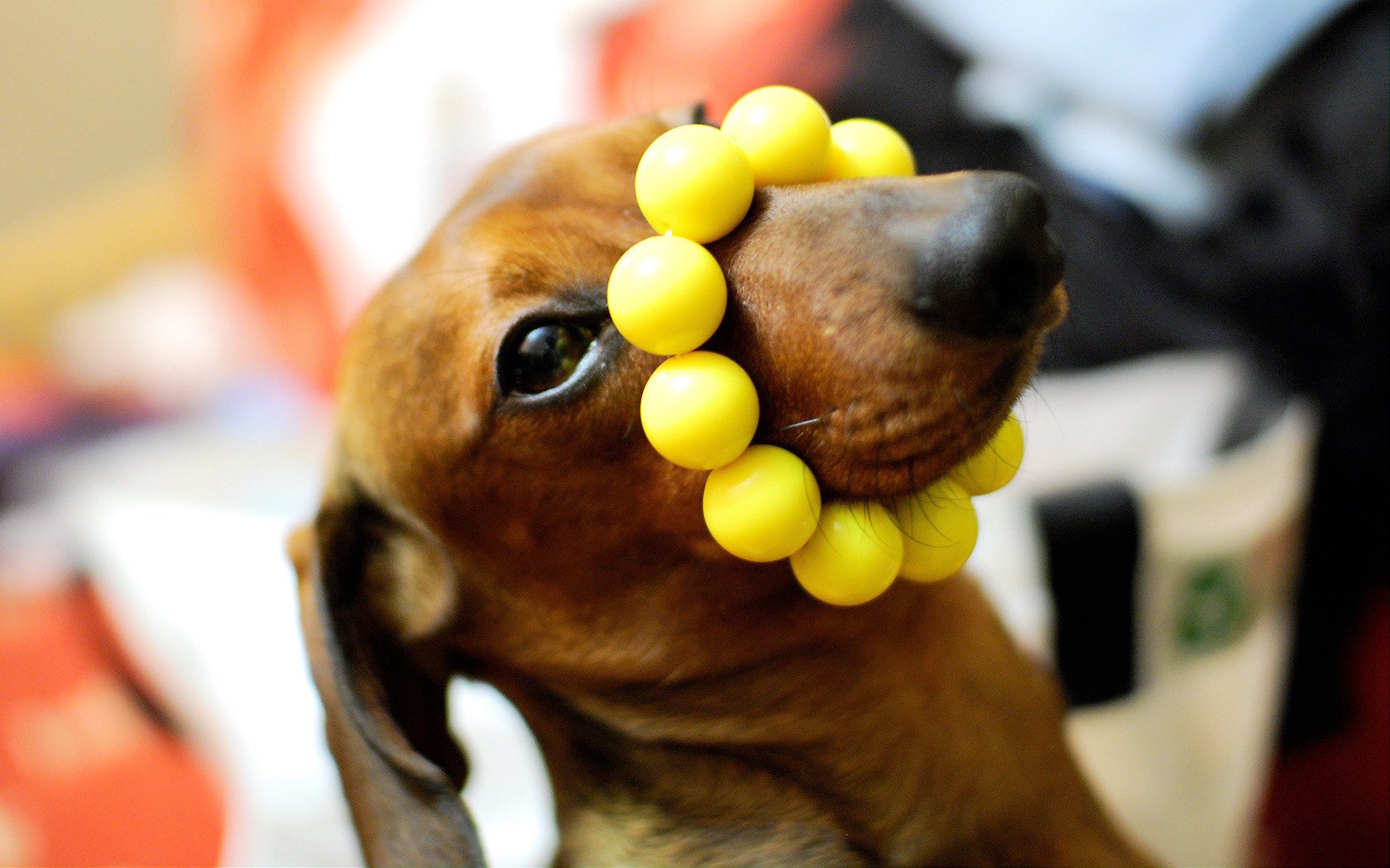 braccialetto giallo sul naso cane cani