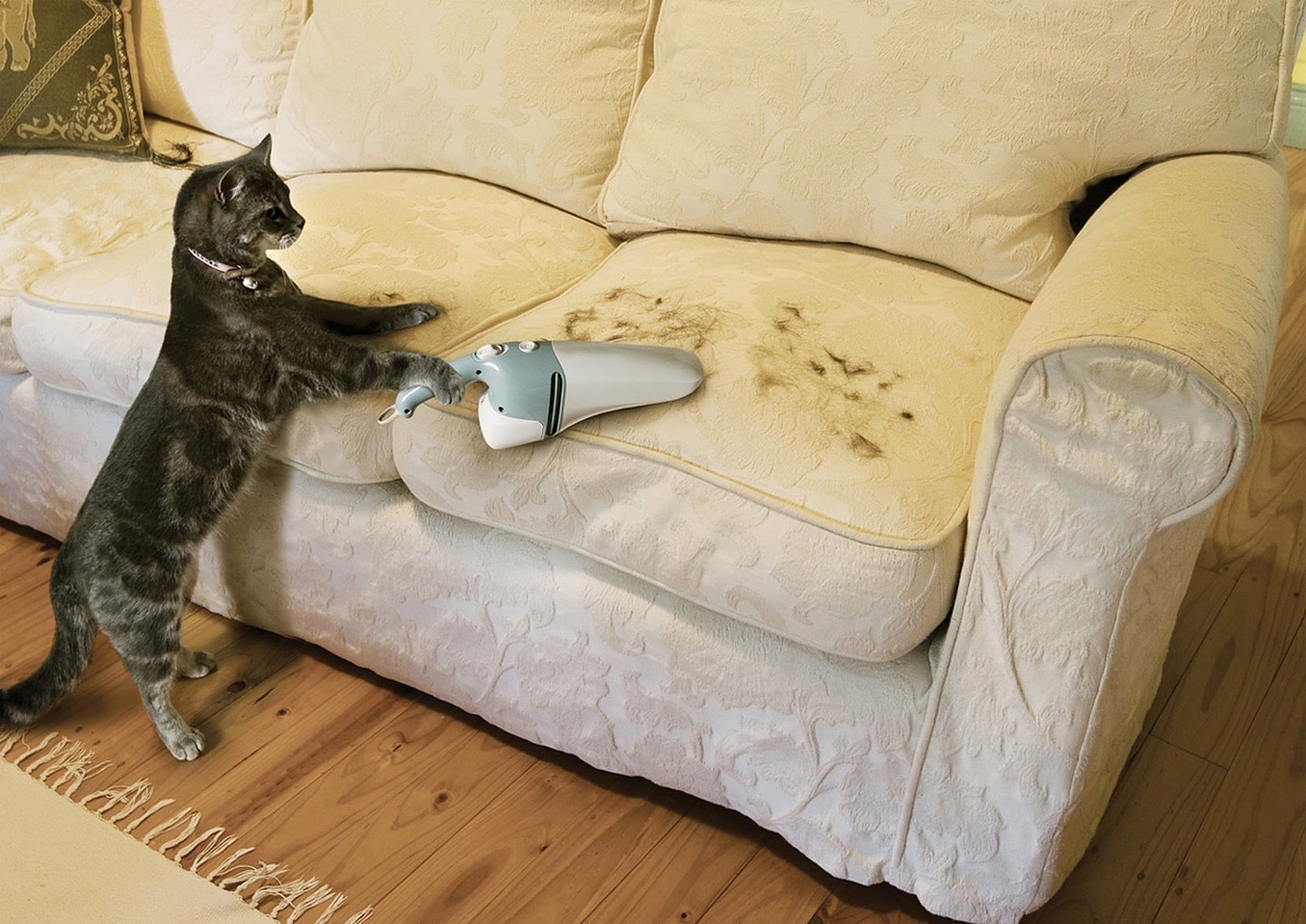 criatura ambiciosa travieso ayudante gato amante animales felino travieso sofá gato mascota