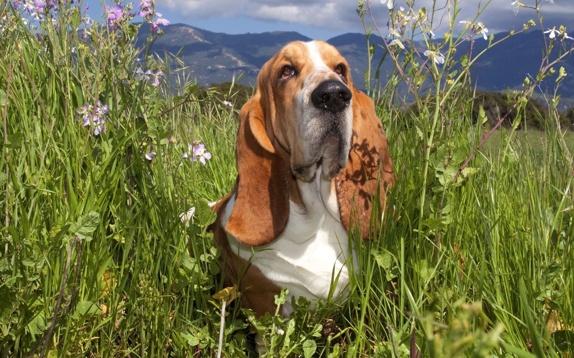 tired eyes long ears flowers long ears sunny day dogs gaze dog mountains summer grass field muzzle nose clouds sky