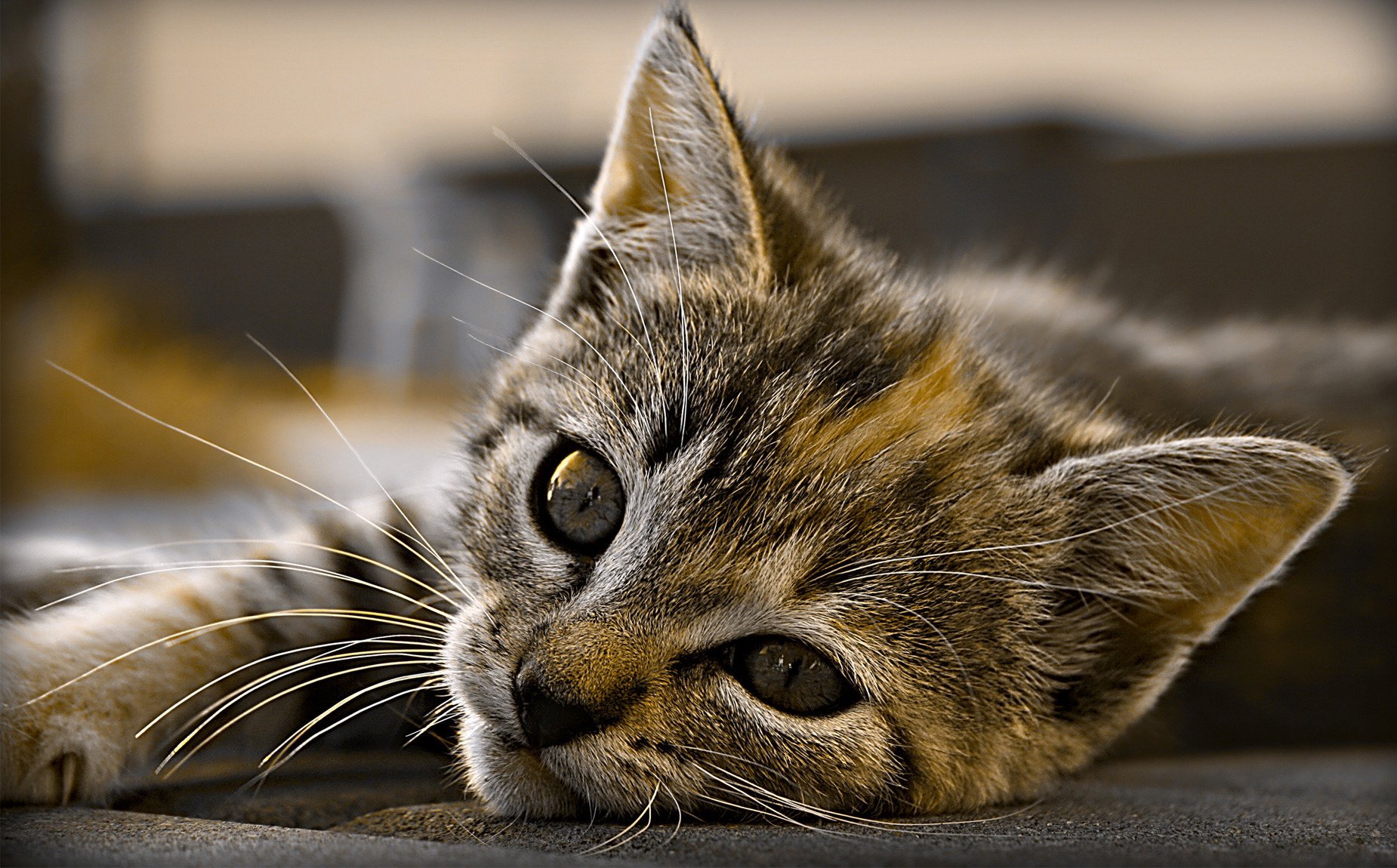 petit chat se trouve oreilles animaux vue chatons félin yeux gros plan