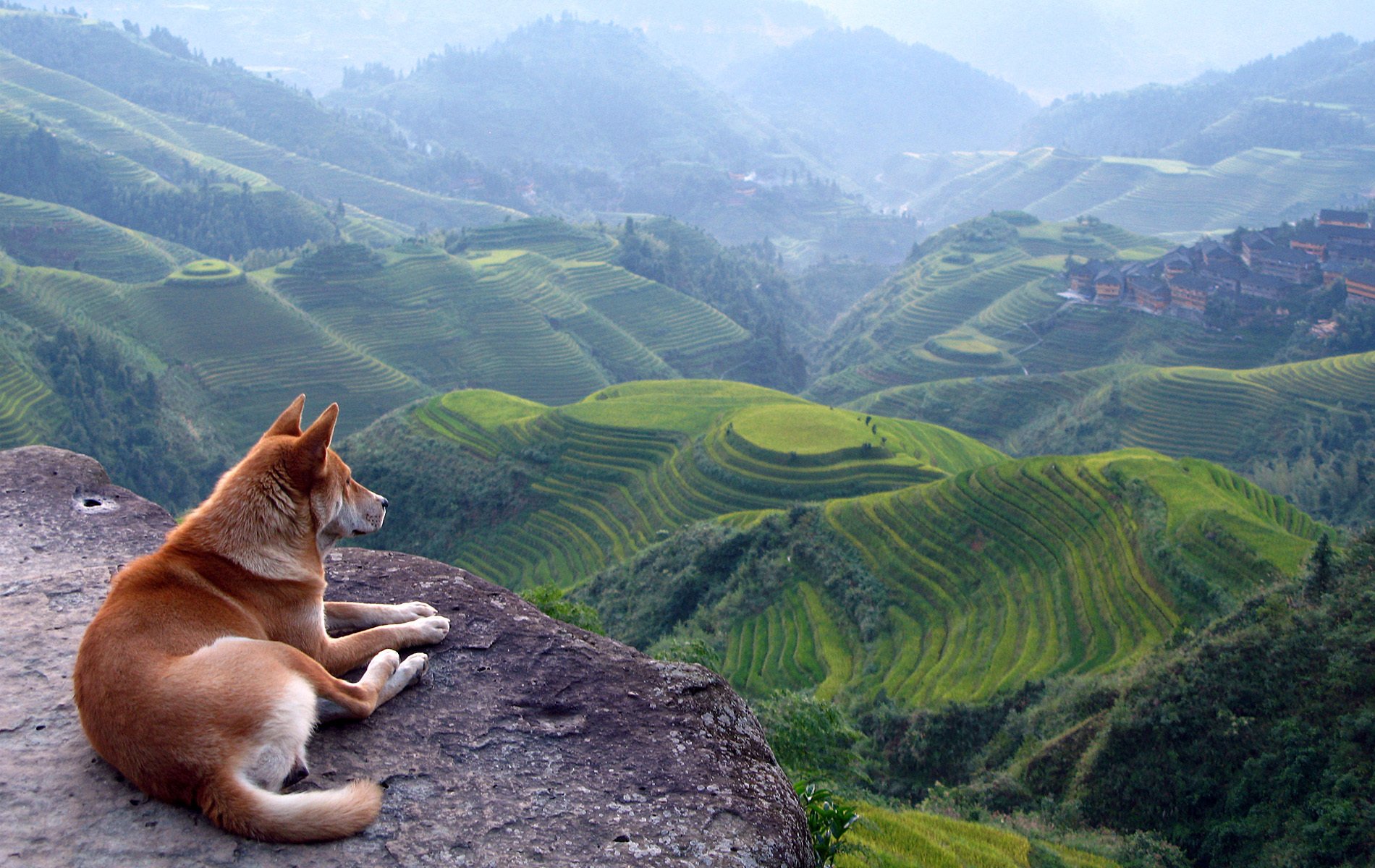 hund auf dem berg chlma rot blick in die ferne hunde berge hund roter hund treue einsamkeit freund ansicht natur landschaft grün bäume höhe klippe felsen nebel