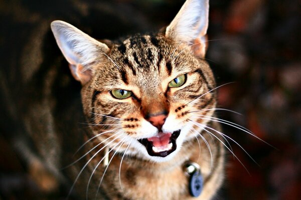 Striped cat in a collar