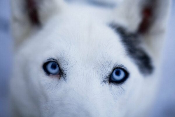 Regard bleu glacial d un chien blanc