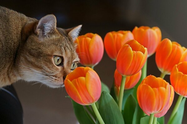 Gato y ramo de tulipanes naranjas