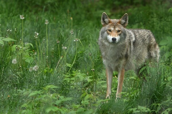 En la naturaleza, en la primavera, el lobo gris Mira con su mirada penetrante