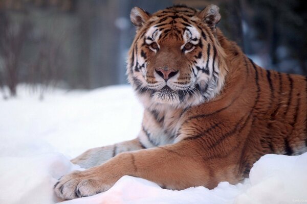 A striped tiger is lying in a snowdrift