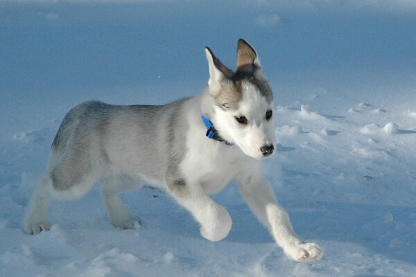 Bella faccia di un husky in esecuzione