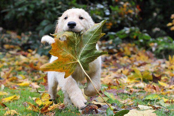 Un cachorro con un hocico contento juega con una hoja de arce