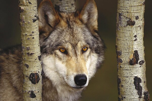 Wolfsschnauze mit orangefarbenen Augen und Birkenstämmen