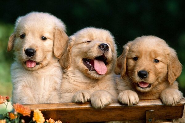 Tres cachorros de Labrador en la tienda, ¿qué podría ser más positivo