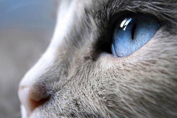 Chat gris avec de beaux yeux bleus