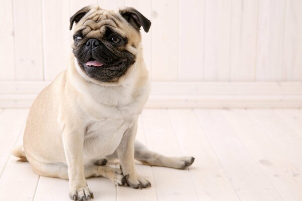 A pug is the most wonderful and cute creature