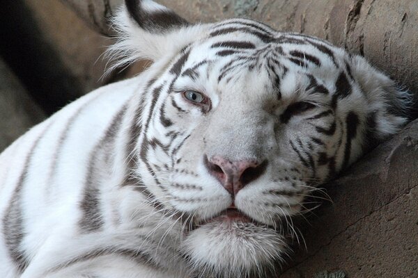 Tigres albinos aux yeux gris et nez rose