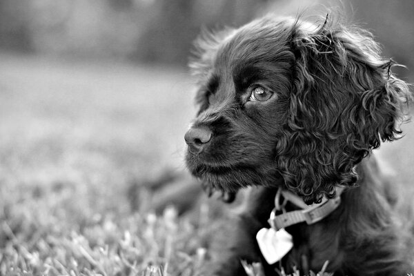 Schwarzer Hund mit süßen Locken