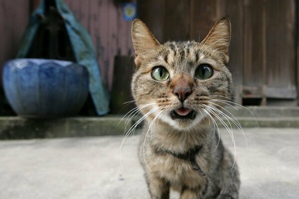 Un chat avec une langue pointue veut de l eau