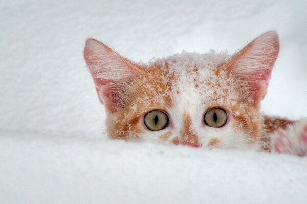 A kitten in the snow peeks out from behind a snowdrift