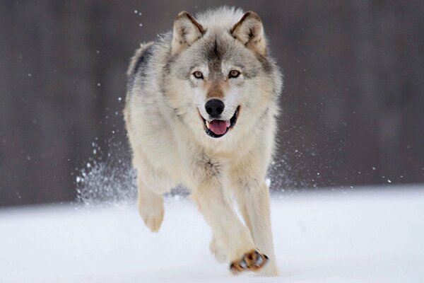 En invierno, un lobo blanco corre a través de la nieve con velocidad y una fuerte mirada