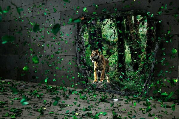 Le tigre sort du fourré à travers un trou dans le mur