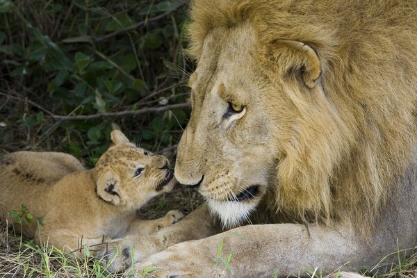 Papa Lion avec un lionceau se trouve dans l herbe