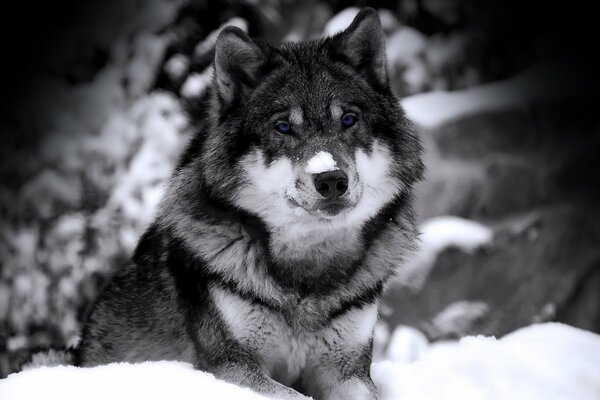 El lobo de ojos azules yace en la nieve