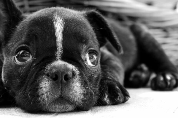 Un bulldog francese con i capelli neri e una striscia sul viso , con gli occhi gentili è così carino