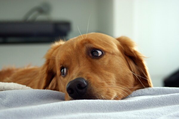 Looking away from lying on the crib