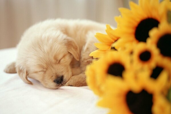 The little dog fell asleep next to the bouquet