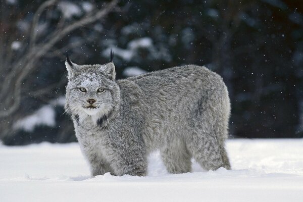 Grauer, flauschiger Luchs steht in Schneewehen