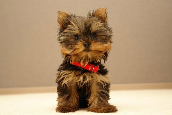 A puppy with a red collar