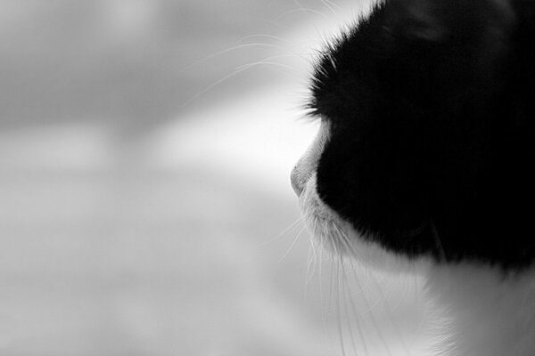 Perfil de un gato blanco y negro melancólico