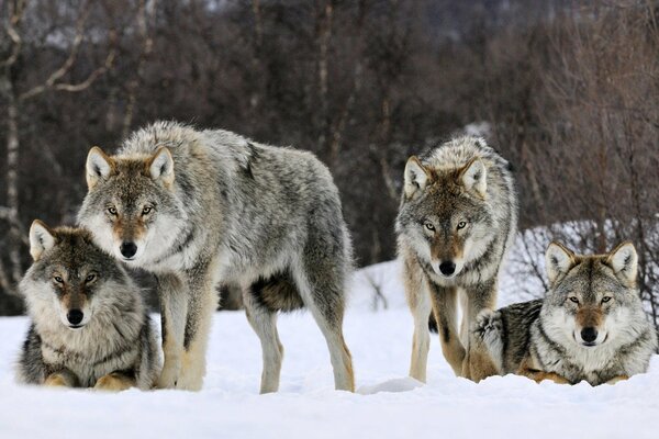 Troupeau de loups gris sur la neige