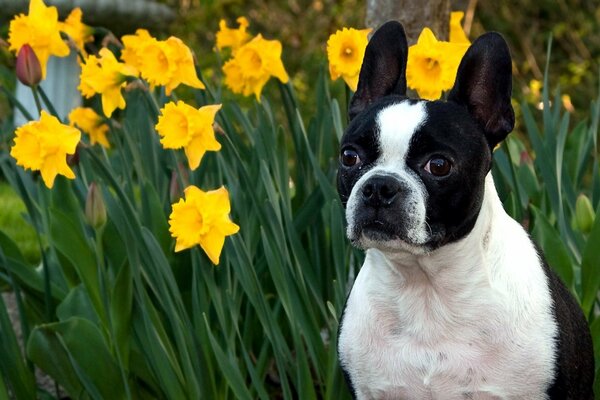 Interesante perro junto a los narcisos