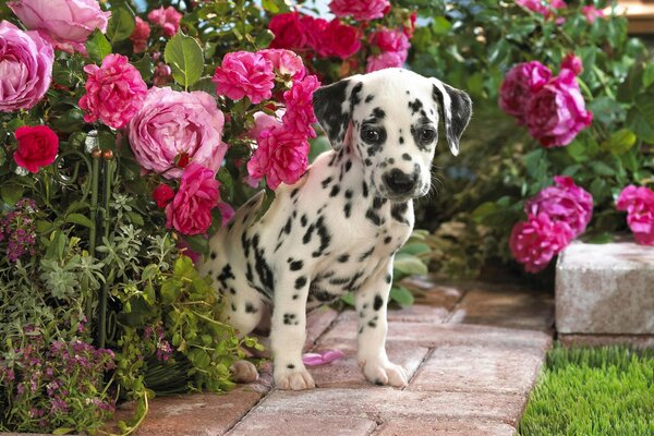 Cucciolo di dalmata vicino alle peonie rosa