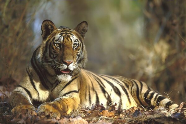 Striped predator tiger in autumn foliage