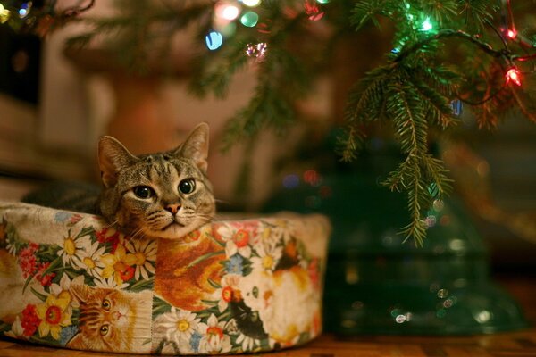 El gato como regalo bajo el árbol de Navidad en año nuevo