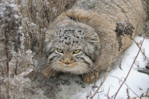 Forest cat in a warm fur coat in winter