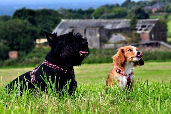 Dans l herbe verte, deux chiens sont noirs et bruns avec des languettes allongées