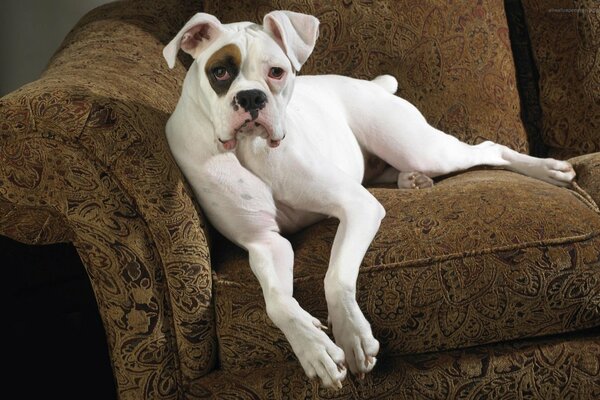 Sad dog face on the couch