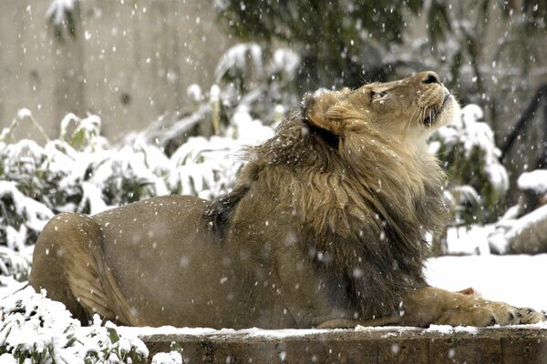 A lying lion looks at the falling snow