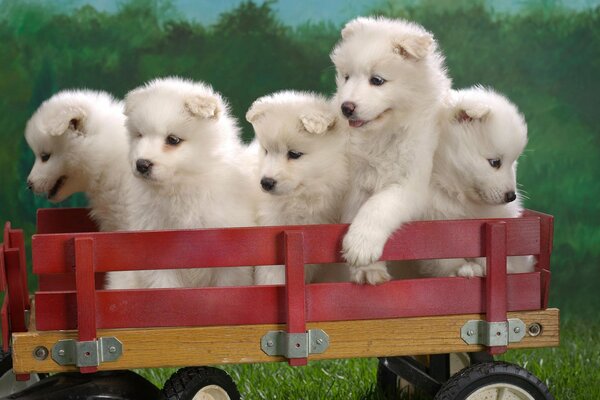 White puppies in a toy trailer