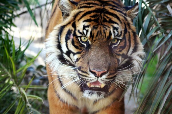 Un tigre qui grogne dans la nature