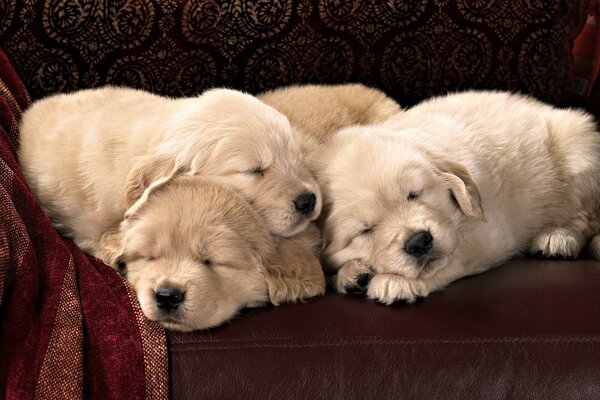 Three puppies are sleeping on a brown leather sofa