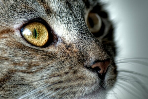 The whiskered muzzle of a cat