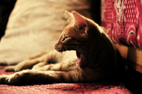 El gato pelirrojo bosteza en la silla de la casa