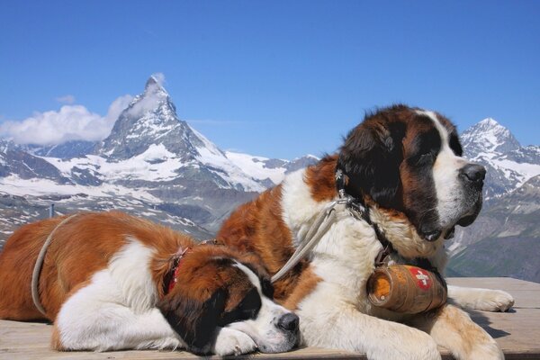 Berner vor dem Hintergrund der Winterberge