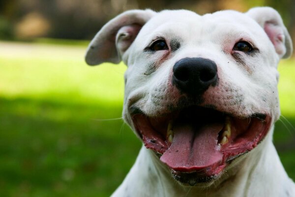 Le visage satisfait du chien blanc