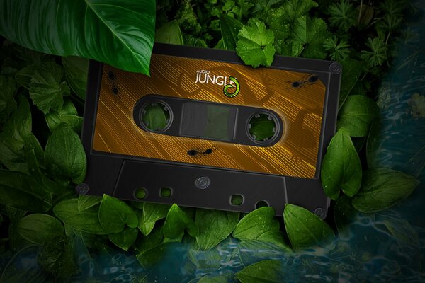 Quelqu un a perdu une cassette dans la jungle